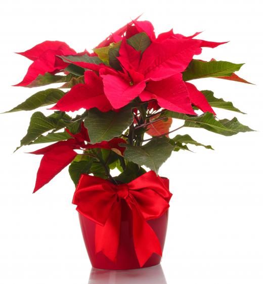 A poinsettia is a popular Christmas flower.