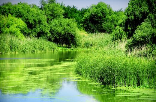 A detention pond is a basin that lies in a low area near a river or stream and is designed to protect areas from flooding.