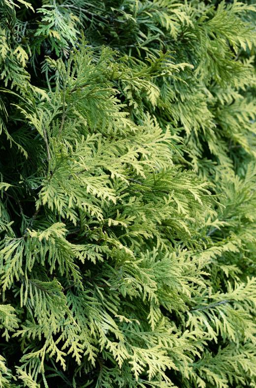 Junipers are evergreen shrubs.