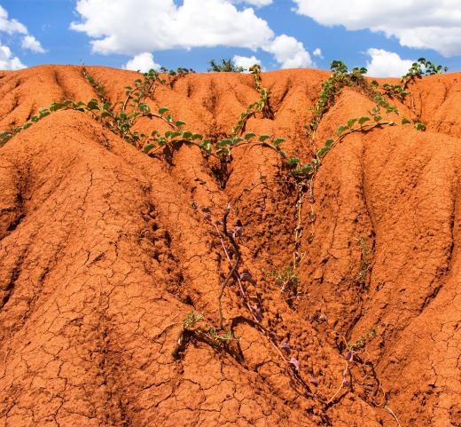 Clay soil often is red and is thick and sticky when wet.