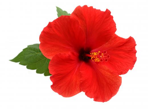 Some flowers, such as the hibiscus flower, are dicots.