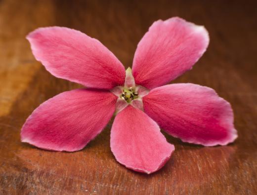 Pink jasmine grows in mild climates.