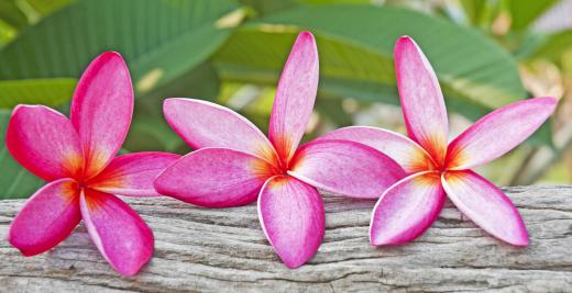 Plumeria rubra is sometimes called red jasmine, but it is not truly a jasmine flower.