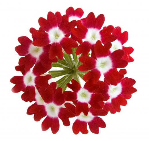 Red verbena's compact flowers would work well in a tussle-mussie.