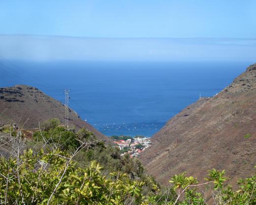 The black cabbage tree only grows on the island of St. Helena.