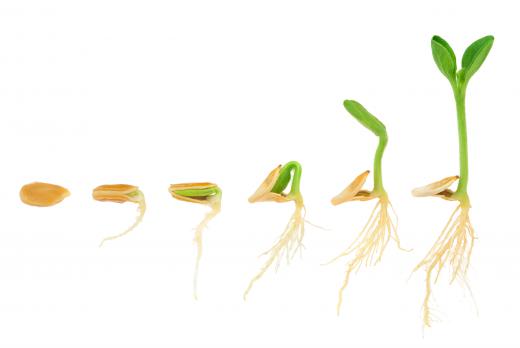 Germination refers to the sprouting of a seed.