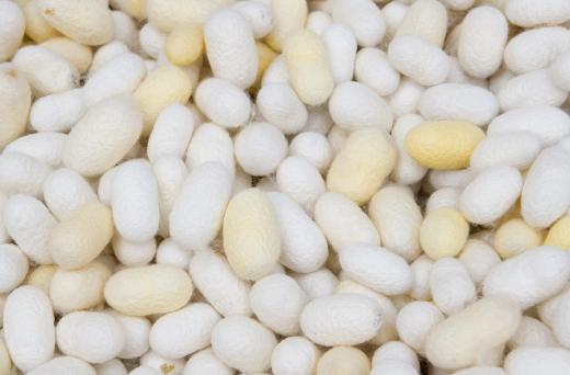 Silk cocoons, which can be used to make fabric. Silk is a protein, and it can easily be damaged by heat.