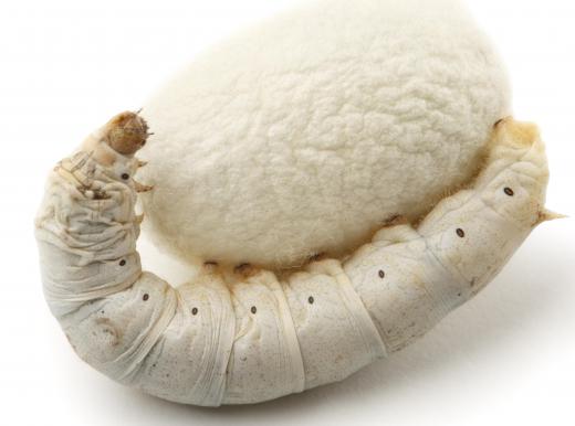 Silk, which can be used to make yarn, comes from the cocoon of the silkworm.