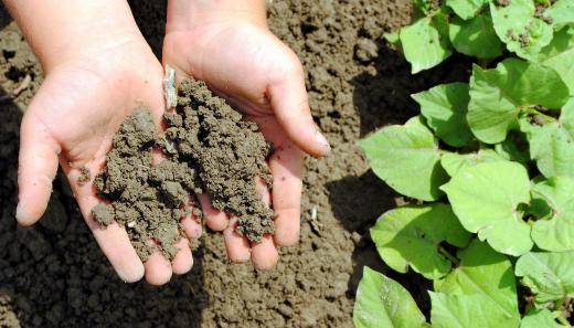 Knowing the acidity level of soil is helpful because certain plants require different levels.