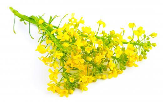 Brassica rapa flowers.