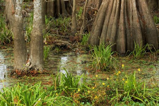 Palmetto bugs commonly live in swamps.