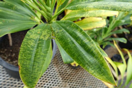 Also known as the 'good luck plant', ti plants can be recognized by the light colored strips that appear on their leaves.