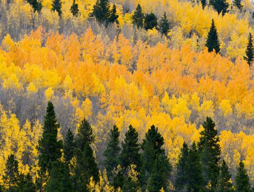 Birch leaves turn yellow in the fall and can be used in leaf art.