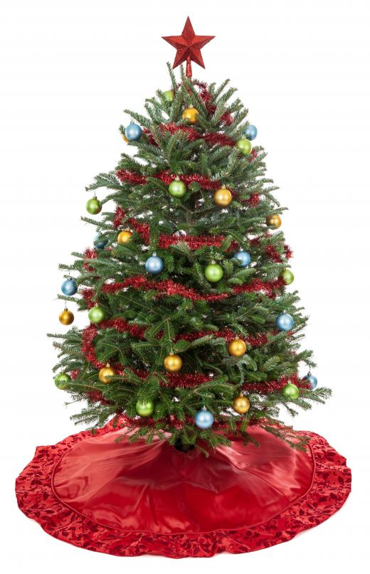 Dwarf spruce trees may be used as Christmas trees.