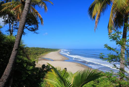 Several species of carissa plants are popular in tropical and sub-tropical environments.