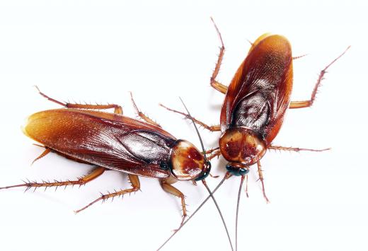 Diatomaceous Earth may be used to repel cockroaches.