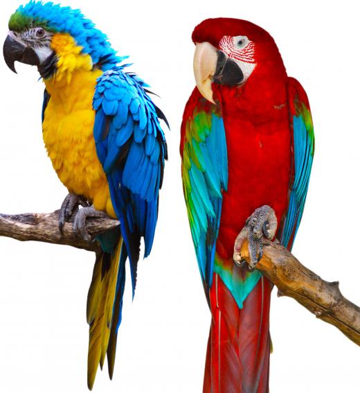 Macaws may be featured in an aviary.