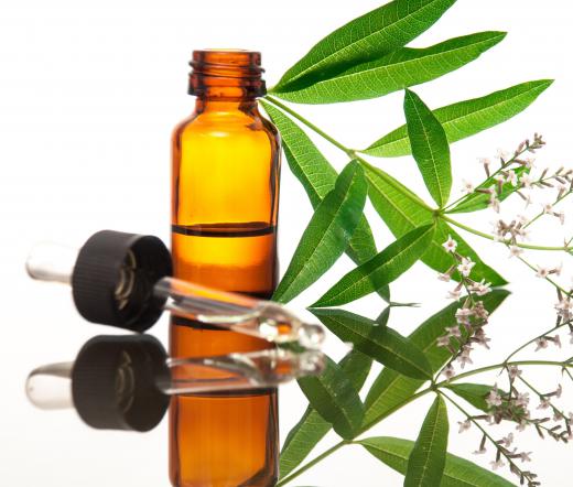 Lemon verbena essential oil is a popular ingredient in fragrances.