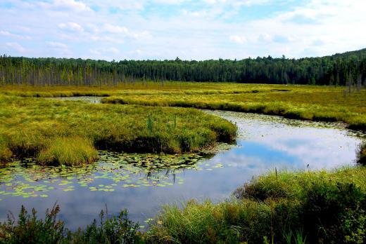 Water grasses in a wetland.