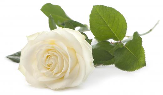 White roses stand for purity.