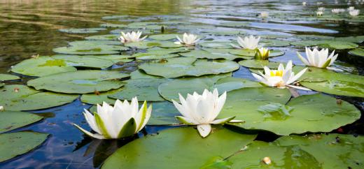 Water lilies are common in a Korean garden.