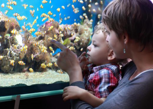 Smaller fish tanks normally use filters that hang on the tank itself, so the aquarium stand does not have an enclosure for storage, as do larger versions.