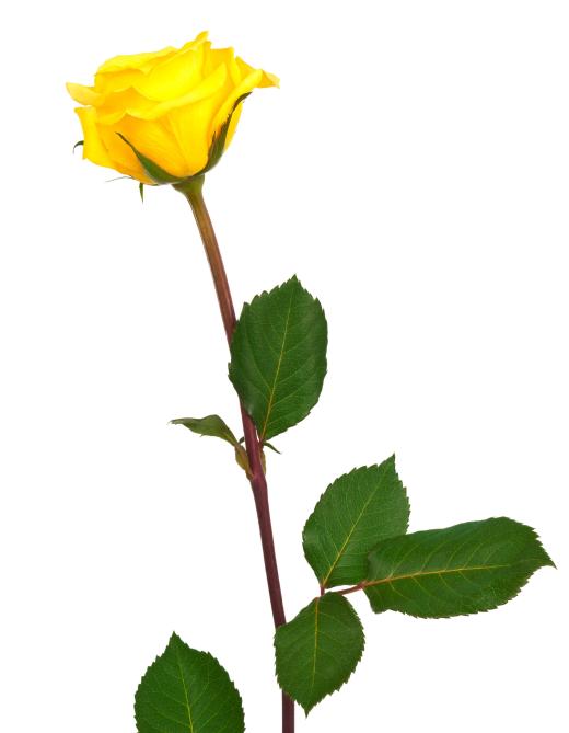 A yellow rose from a standard rose plant.