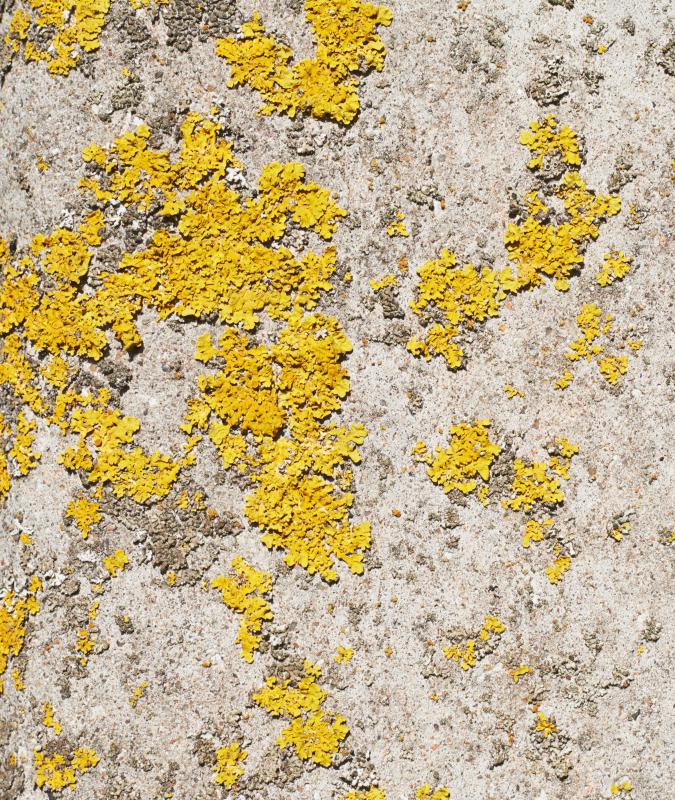 What Is Yellow Mold With Pictures - What Is The Yellow Stuff On My Bathroom Walls What Is Yellow Mold With Pictures - What Is The Yellow Stuff On My Bathroom Walls